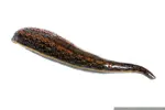 Пиявка медицинская, 1 шт, 0.6 - 2.0 г фото