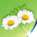 Zewa Бумага туалетная влажная ромашка, 40 шт. фото 3